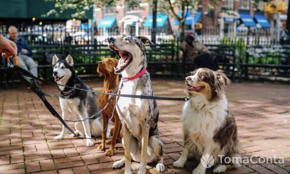 Cuidadora de animais