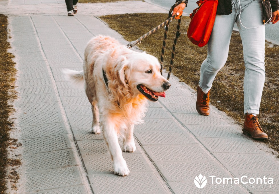 Dog walking, Pet sitting e Plant sitting em Leiria - Horário Flexível