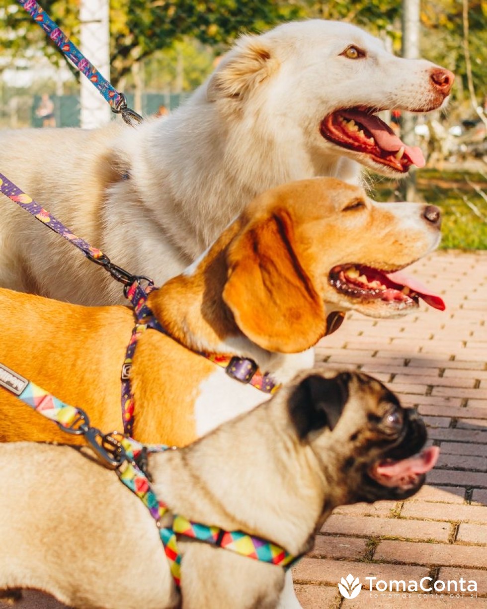 Cuido e passeio o seu animal de estimação!