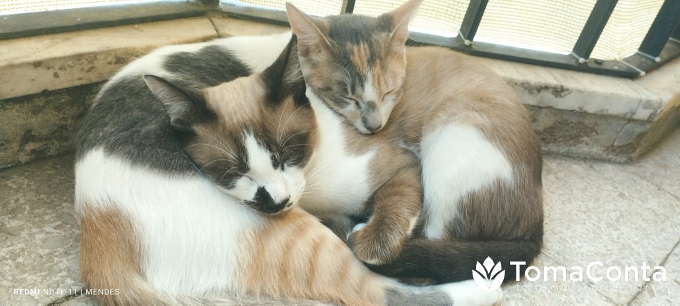 Gatinhos felizes