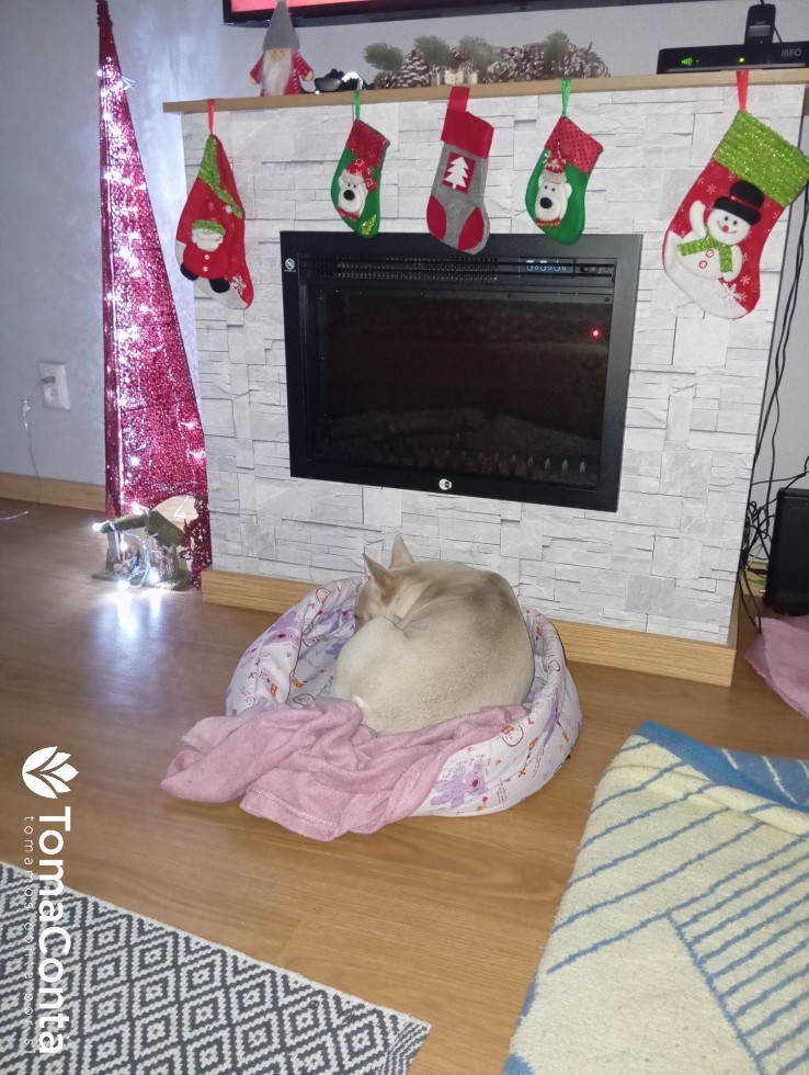 Tomo conta de animais