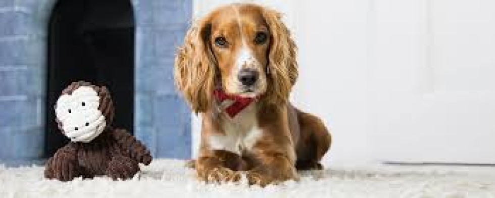 Faço Pet Sitting , ajudo em mudanças  entre outros trabalhos