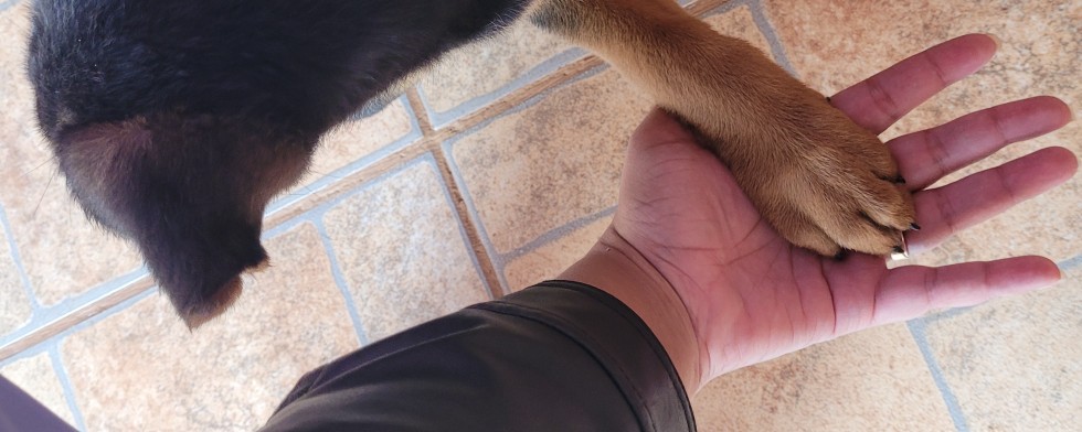 Pet friendly