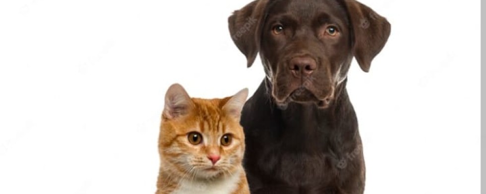 Cuidado aos seus amores de quatro patas