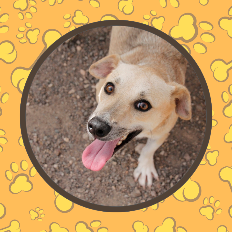 Dog Walker/Passeio Cães