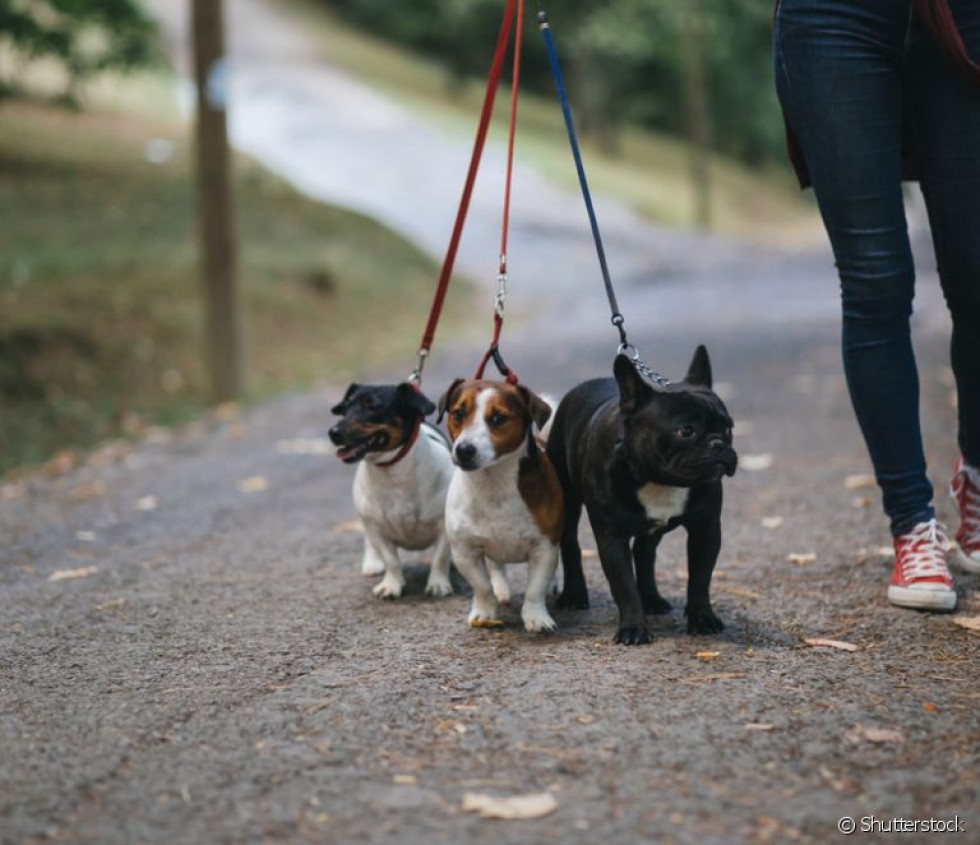 Passeio/cuido de animais