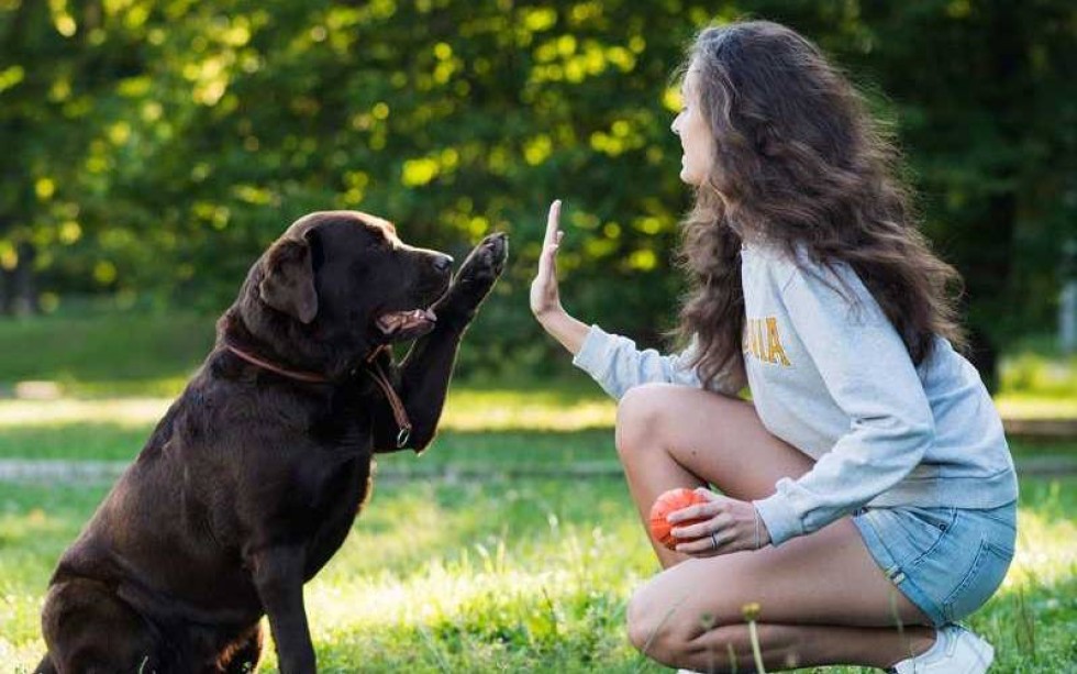 Pet Sitting e Passeio de animais