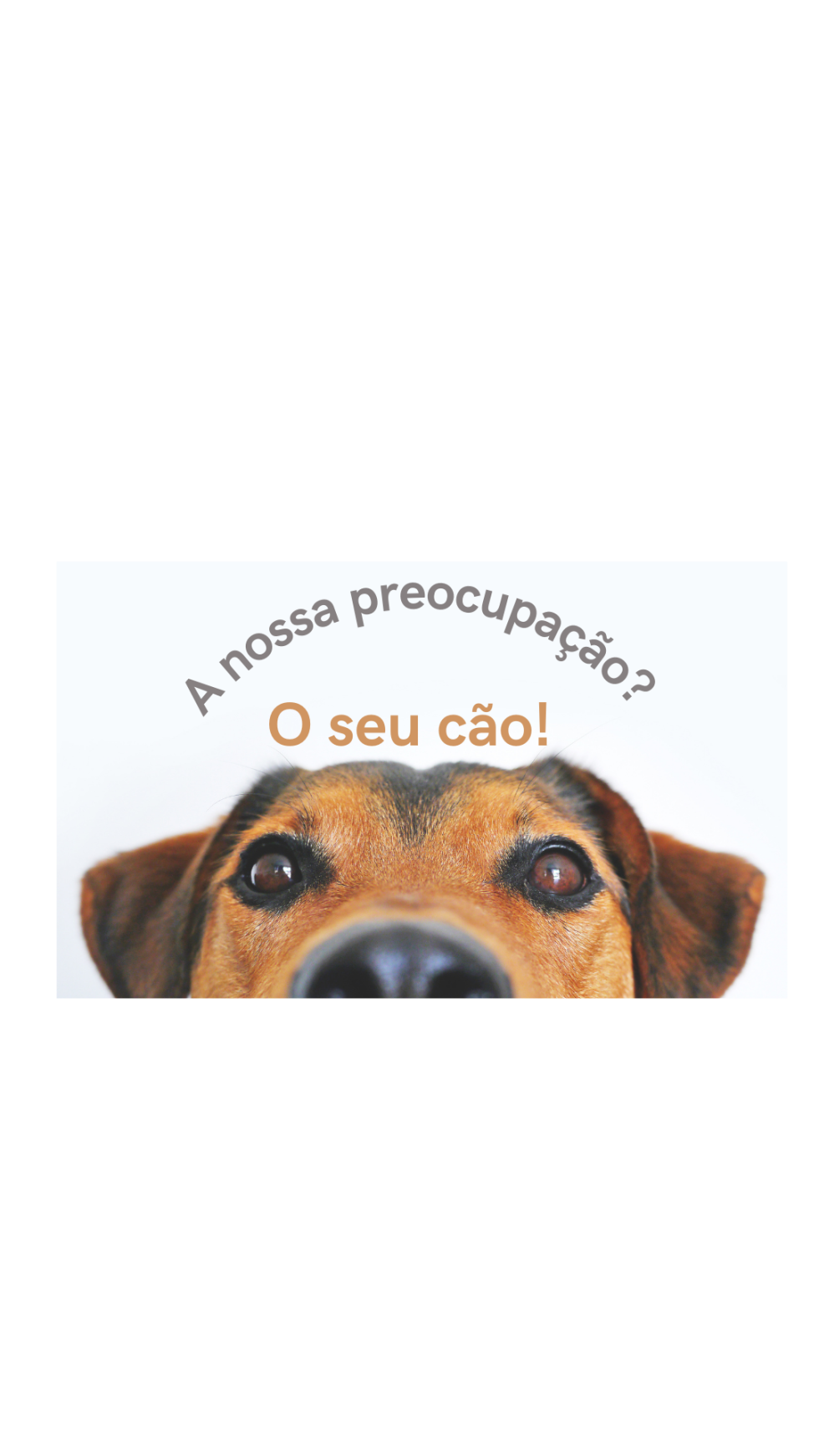 Cuido do seu cão e também passeio!