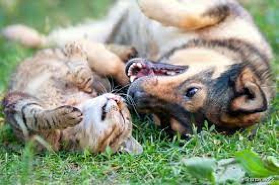 Passeio de animais / Pet Sitting / Dog Sitting / Cat sitting