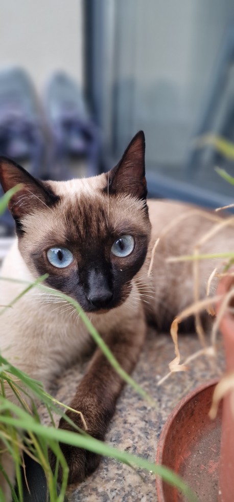 Cuidador de gatos de fim de semana