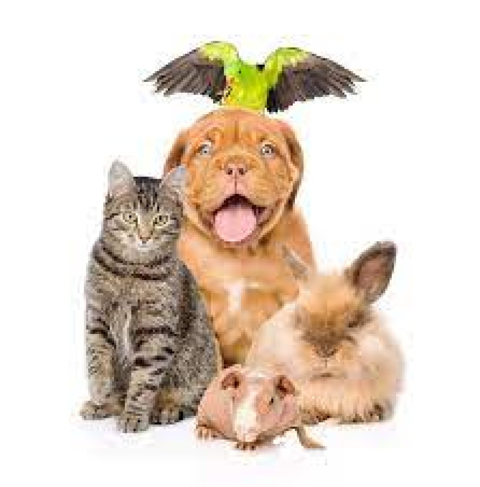 Pet Sitting e Explicações.