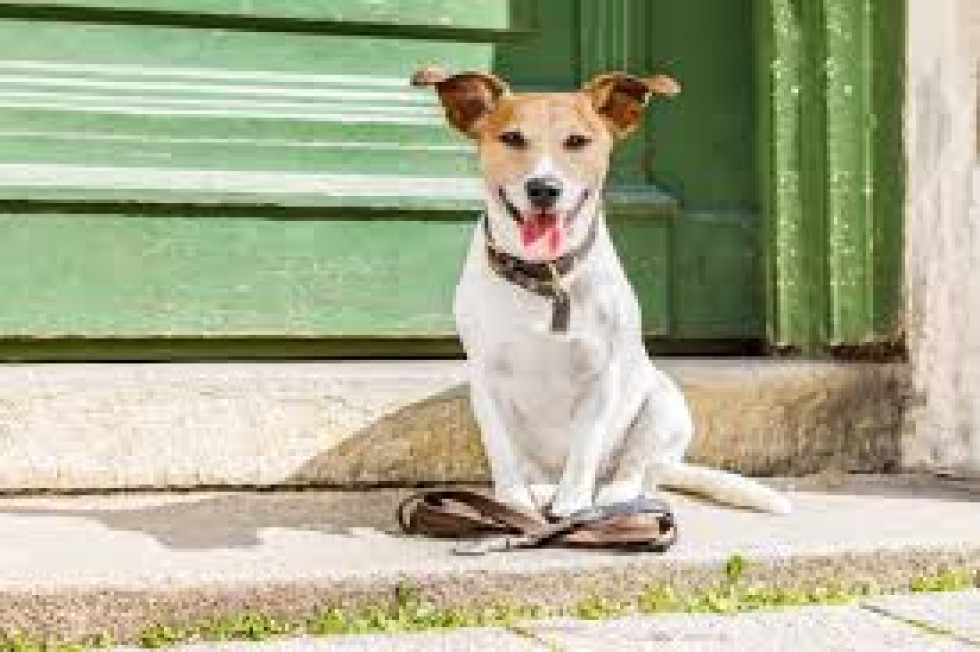 Passeio o seu bichinho de 4patas