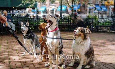 Cuidadora de animais