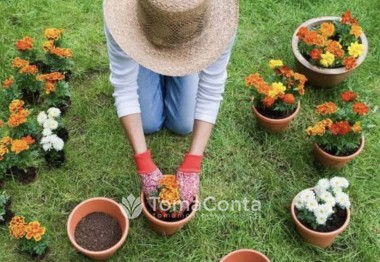 Serviços de jardinagem