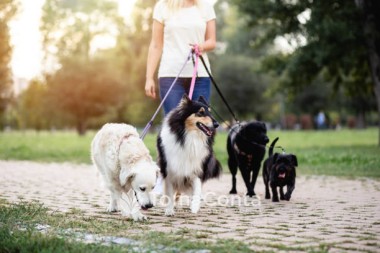 Ofereço-me para cuidadora de animais