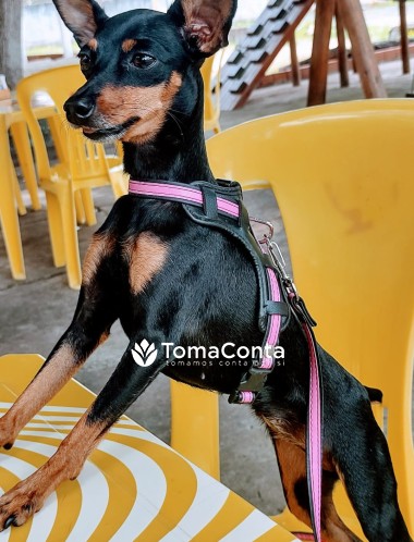 Com meus serviços de PET SITTING, DOG WALKING , PET UBER, DEPENDENDO DA REGIÃO