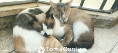 Gatinhos felizes