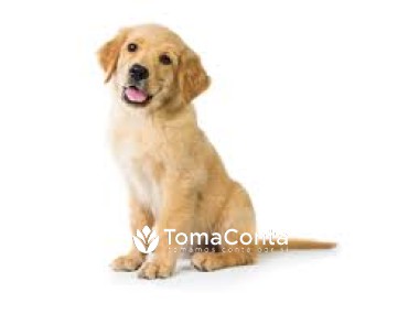 Tomo conta do seu cao