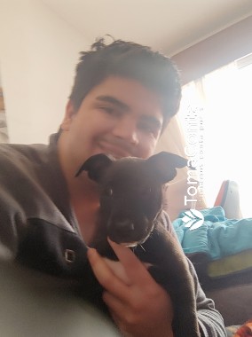 Pet Sitter: Amor e Cuidados na Sua Casa