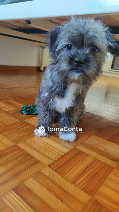 Pet Sitter: Amor e Cuidados na Sua Casa
