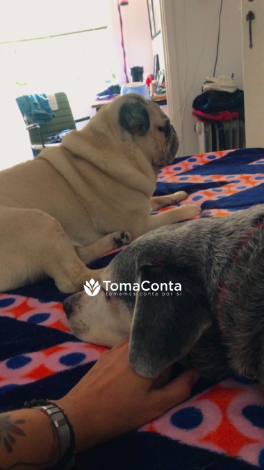 Cuidado especial para seu filho de 4 patas