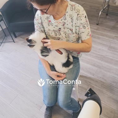 serviço para animais de estimação. Familia