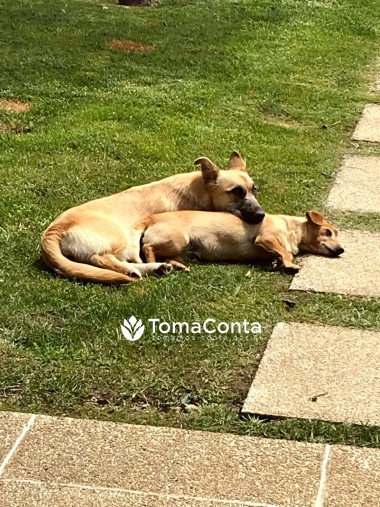 Pet Sitter e Dog Walker - PenaPaws Pet Sitting