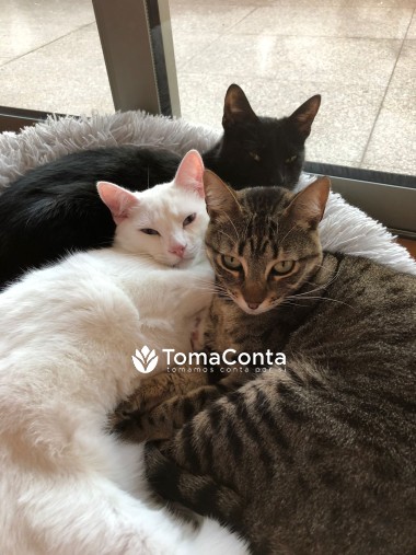 Pet Sitter e Dog Walker - PenaPaws Pet Sitting