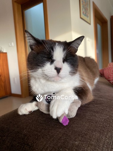 Pet Sitter e Dog Walker - PenaPaws Pet Sitting