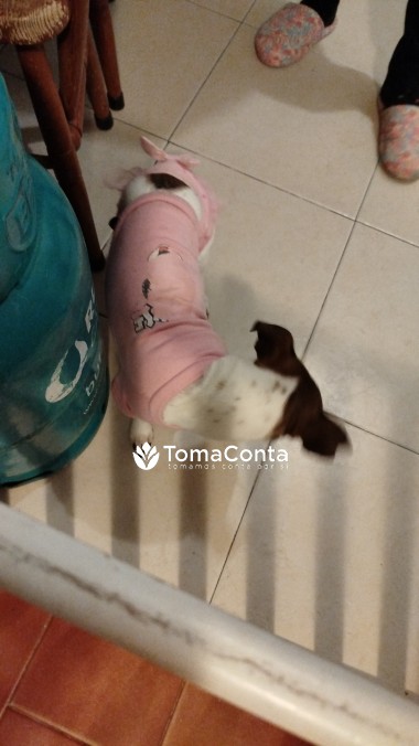 Pet Sitting Com Amor na Ericeira