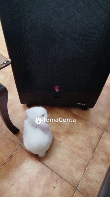Pet Sitting Com Amor na Ericeira