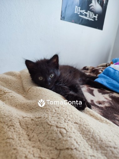 Cat sitting - Leiria