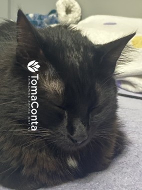 Cat sitting - Leiria