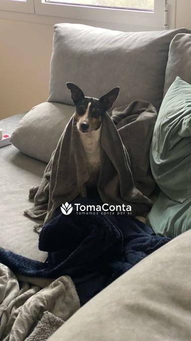 PetSitting - recebo em casa ou vou a sua
