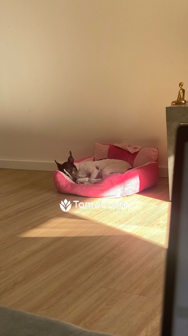 PetSitting - recebo em casa ou vou a sua