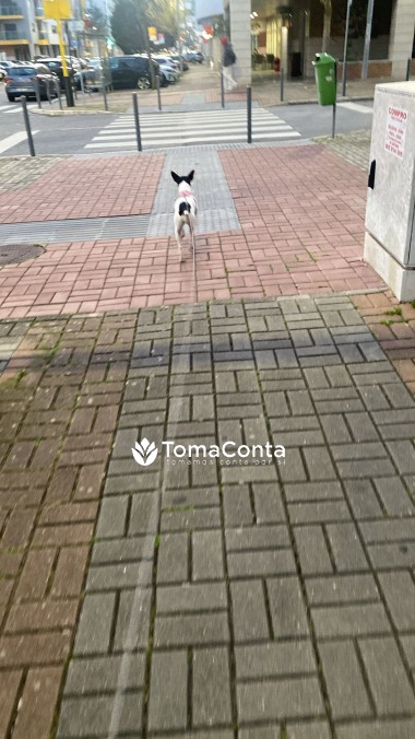 Faço Pet Sitting