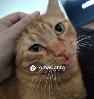 Pet sitting com carinho - cães e gatos