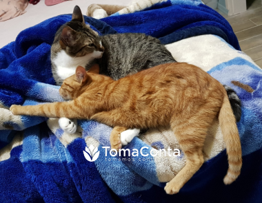 Pet sitting com carinho - cães e gatos