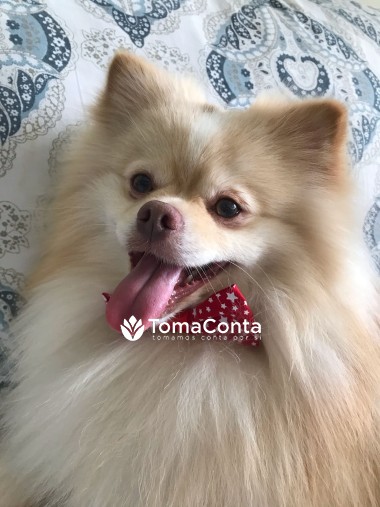Passeador de Cães