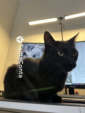 Cat sitter