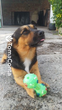 Dog Sitting + Dog walking