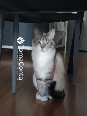 Cat Sitting + Escovar pêlo e Cortar unhas