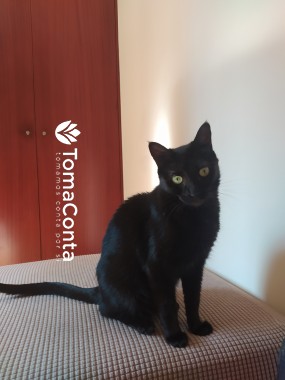 Cat Sitting + Escovar pêlo e Cortar unhas