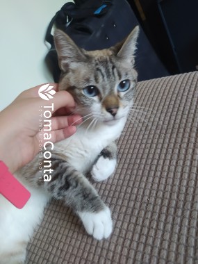 Cat Sitting + Escovar pêlo e Cortar unhas
