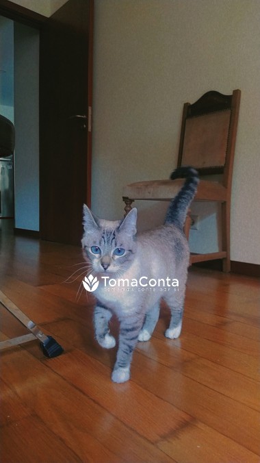 Cat Sitting + Escovar pêlo e Cortar unhas