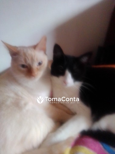 Cat Sitting e Dog Sitting