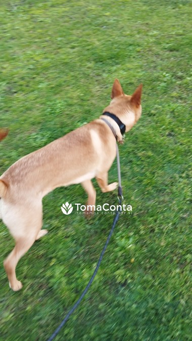 Pet sitting e Dog walking - Sintra, Oeiras, Cascais, Estoril e Lisboa