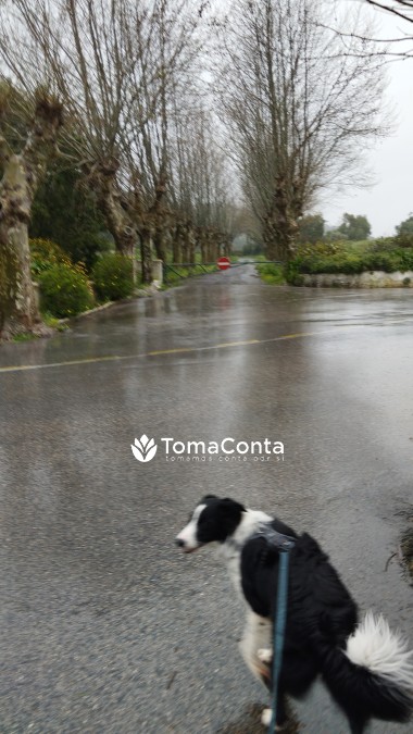 Pet sitting e Dog walking - Sintra, Oeiras, Cascais, Estoril e Lisboa