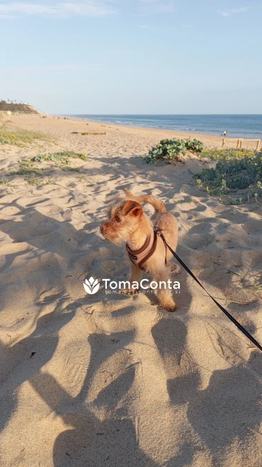 DogSitting & DogWalkings