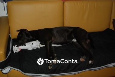 Dog Sitting em S. Miguel Açores